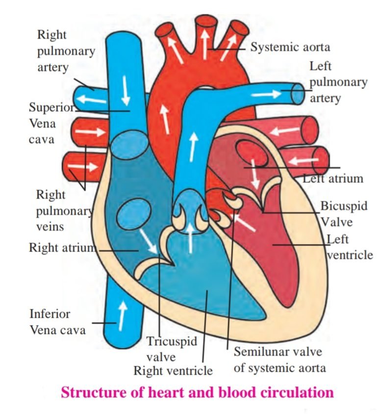 Standard 8 : Chapter 11 – Human Body and Organ System