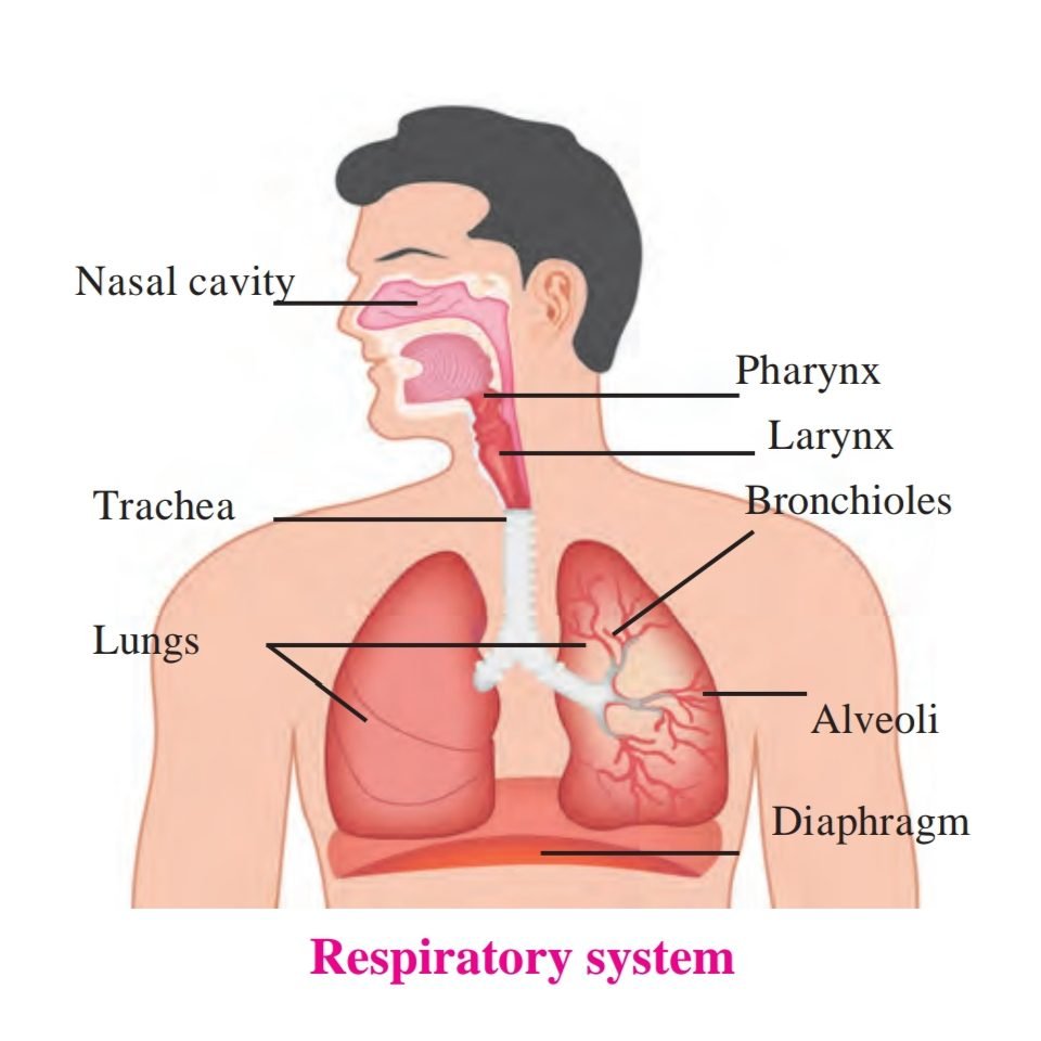 Standard 8 : Chapter 11 – Human Body and Organ System