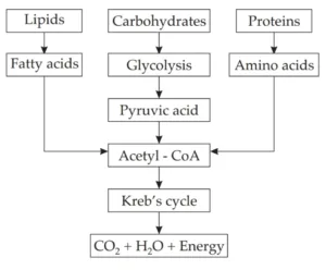 IMG 20230521 225819 1 Chapter 2 – Life Processes in Living Organisms Part-1