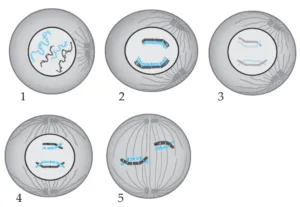 IMG 20230521 225852 Chapter 2 – Life Processes in Living Organisms Part-1