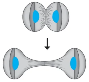 IMG 20230521 225908 Chapter 2 – Life Processes in Living Organisms Part-1