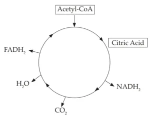 IMG 20230521 230005 Chapter 2 – Life Processes in Living Organisms Part-1