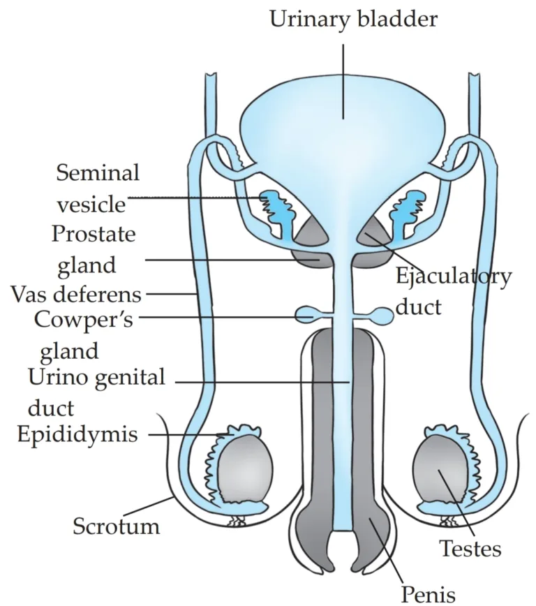 IMG 20230522 215438 Chapter 3 – Life Processes in Living Organisms Part-2