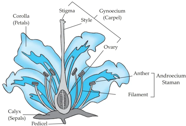 IMG 20230522 215515 Chapter 3 – Life Processes in Living Organisms Part-2