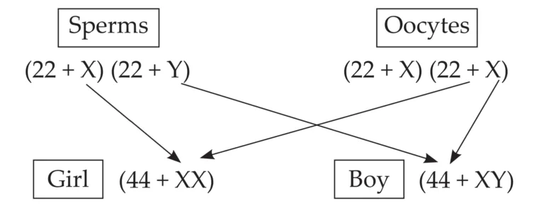 IMG 20230522 215722 Chapter 3 – Life Processes in Living Organisms Part-2