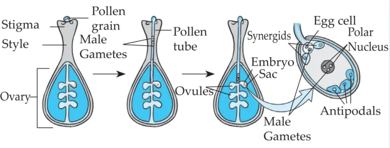 IMG 20230522 215752 Chapter 3 – Life Processes in Living Organisms Part-2