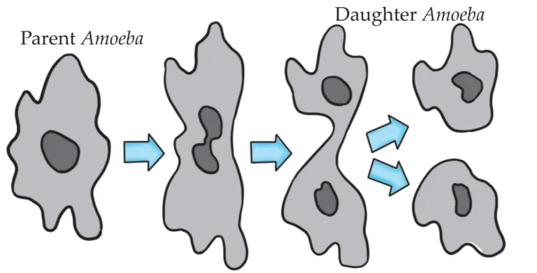 IMG 20230522 215806 Chapter 3 – Life Processes in Living Organisms Part-2