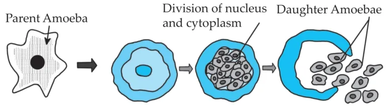 IMG 20230522 215825 Chapter 3 – Life Processes in Living Organisms Part-2