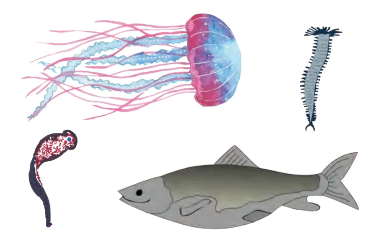 IMG 20230523 152254 Chapter 6 – Animal Classification