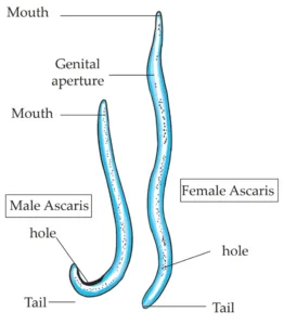 IMG 20230523 154156 Chapter 6 – Animal Classification