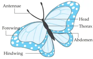 IMG 20230523 154510 Chapter 6 – Animal Classification