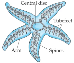 IMG 20230523 154524 Chapter 6 – Animal Classification