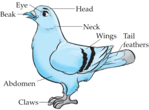 IMG 20230523 154557 Chapter 6 – Animal Classification