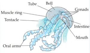IMG 20230523 154624 Chapter 6 – Animal Classification