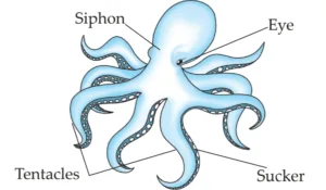 IMG 20230523 154654 Chapter 6 – Animal Classification