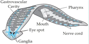 IMG 20230523 155133 Chapter 6 – Animal Classification