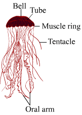 Jelly fish Chapter 6 – Animal Classification