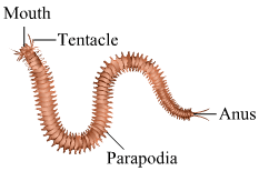 Nereis Chapter 6 – Animal Classification