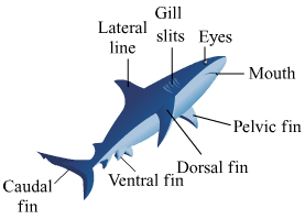 Scoliodon Chapter 6 – Animal Classification