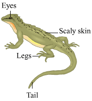 Wall lizard Chapter 6 – Animal Classification