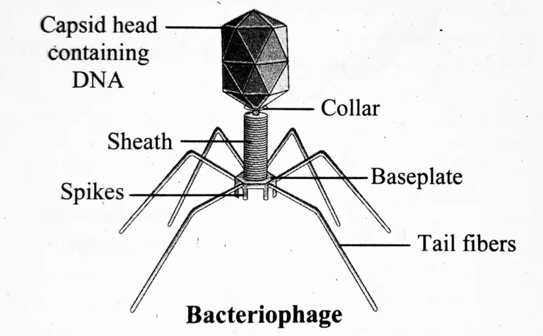 IMG 20230612 145609 1 Chapter 1 – Living World and Classification of Microbes