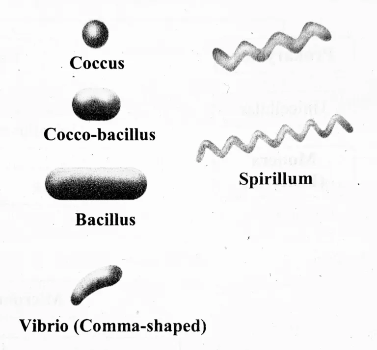 Standard 8 : Chapter 1 – Living World and Classification of Microbes