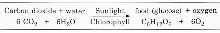 IMG 20230709 235300 Chapter 4 – Nutrition in Living Organisms