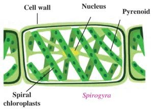 IMG 20230719 120342 1 Chapter 6 – Classification of plants
