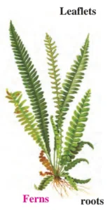 IMG 20230719 120356 Chapter 6 – Classification of plants