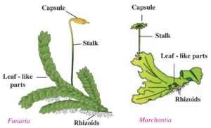 IMG 20230719 120410 Chapter 6 – Classification of plants