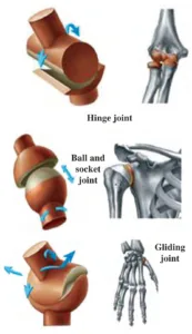 IMG 20230812 230508 Chapter 8 – Our Skeletal System and the Skin