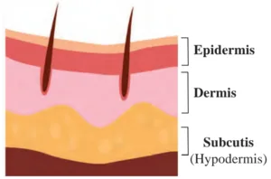 IMG 20230812 230520 Chapter 8 – Our Skeletal System and the Skin