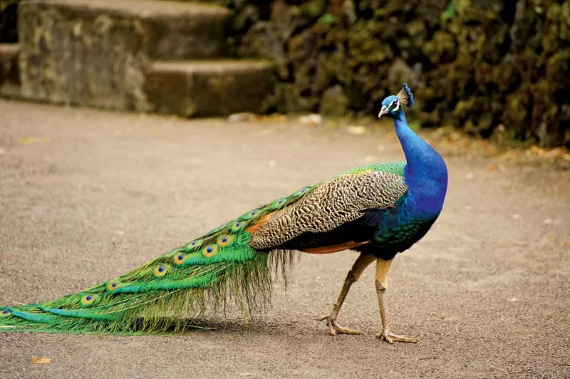 मेरा प्रिय पक्षी मोर मेरा प्रिय पक्षी - मोर