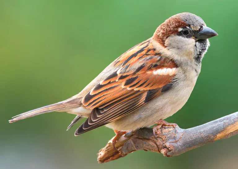 Sparrow male Final चिमणीचे मनोगत