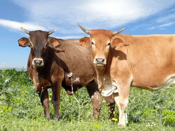 depositphotos 1987051 stock photo cattle on pasture Unity Is Strength