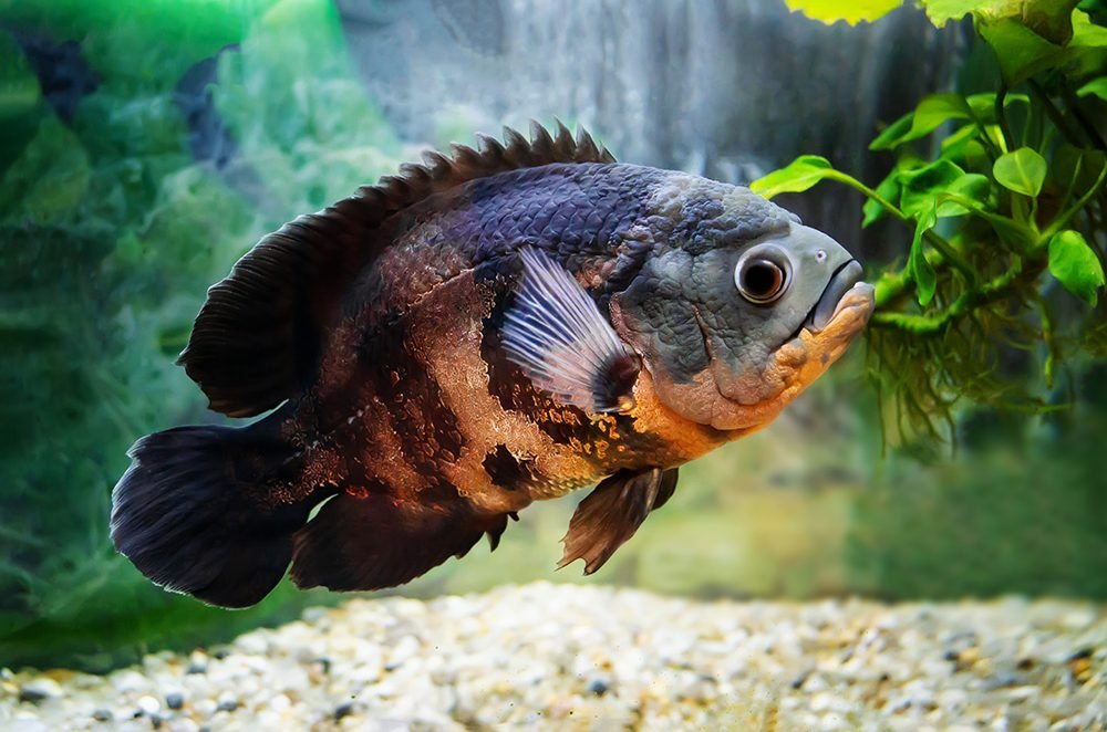 giant fish मी मासा बोलतोय