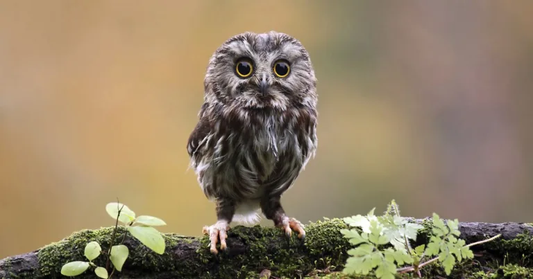 उल्लू