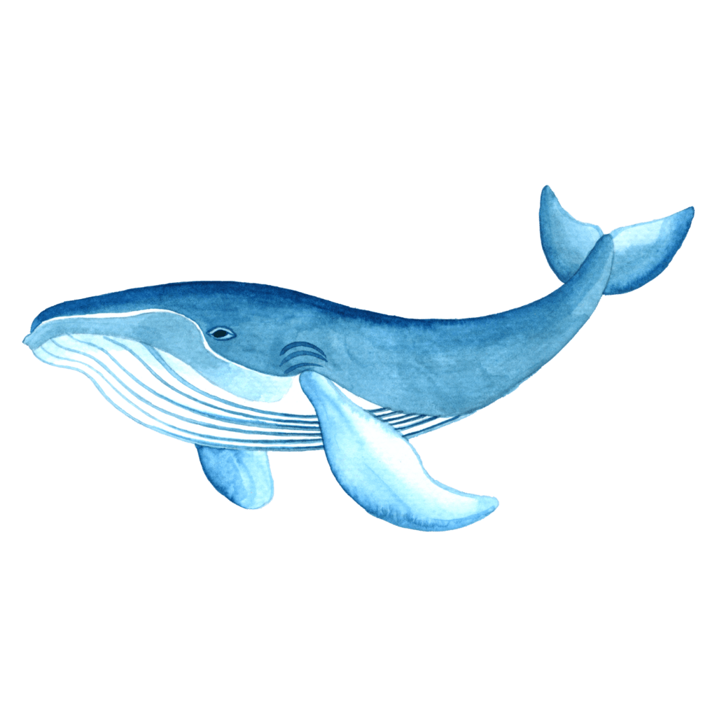Whale