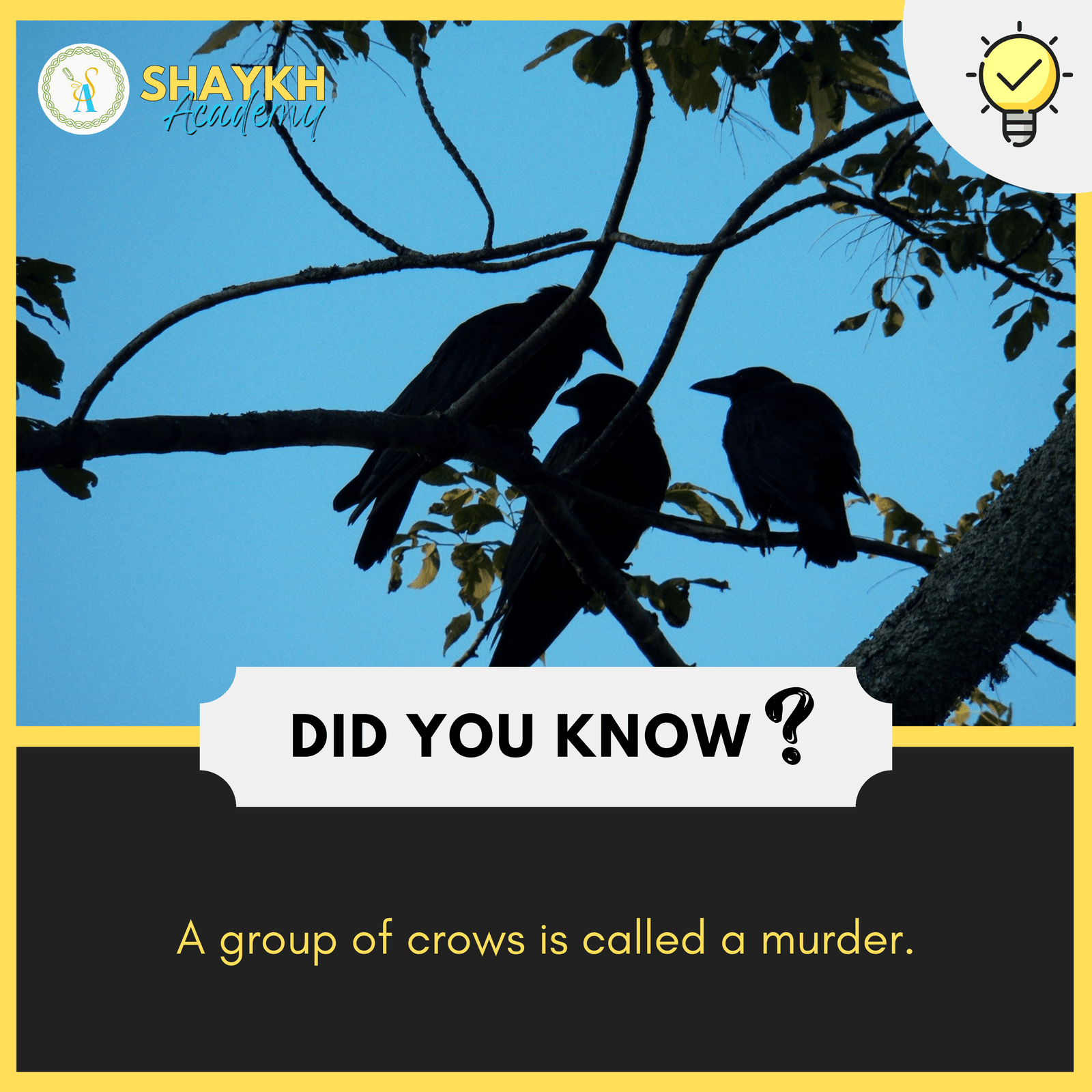 A group of crows is called a murder