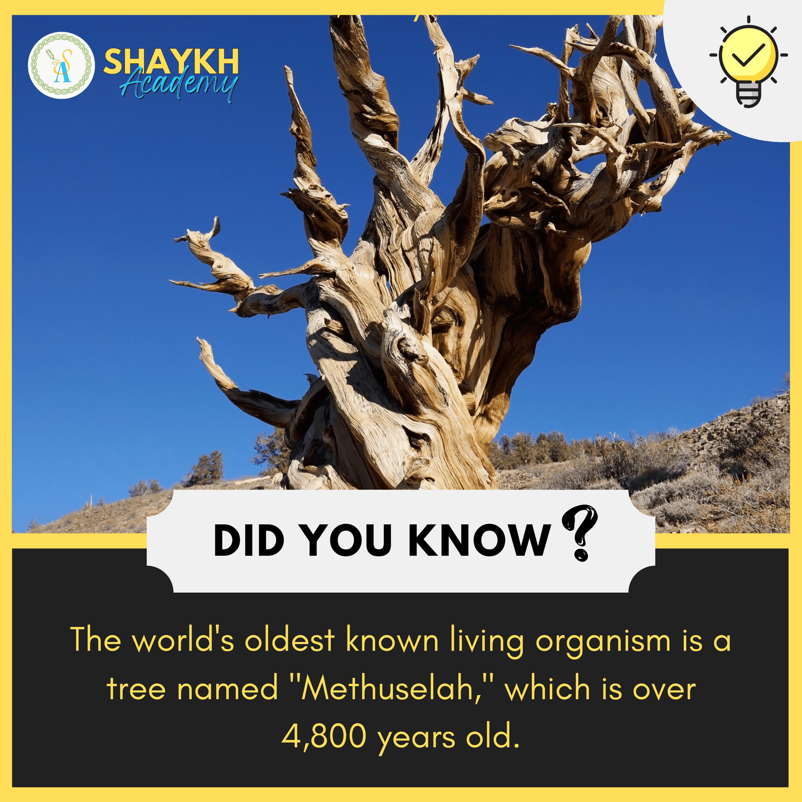 The world's oldest known living organism is a tree named "Methuselah," which is over 4,800 years old
