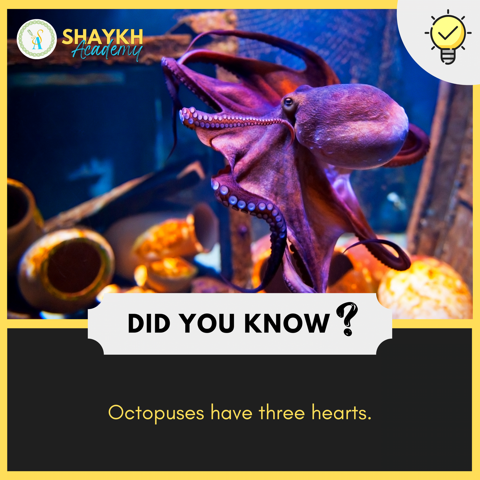 Octopuses have three hearts.