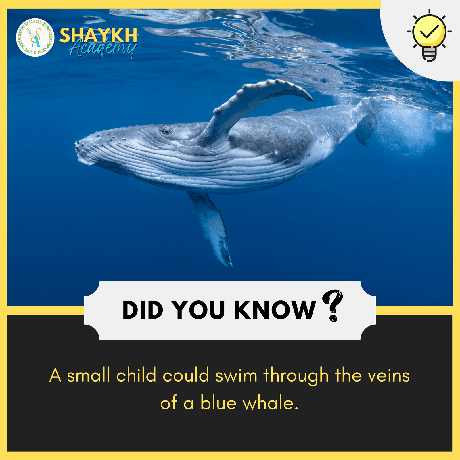 A small child could swim through the veins of a blue whale
