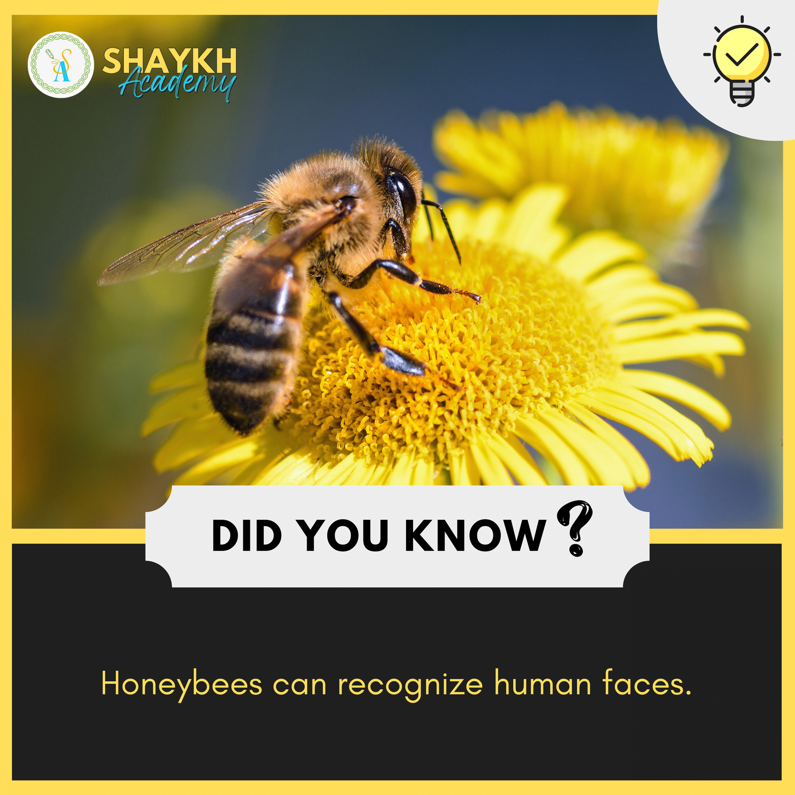 Honeybees can recognize human faces