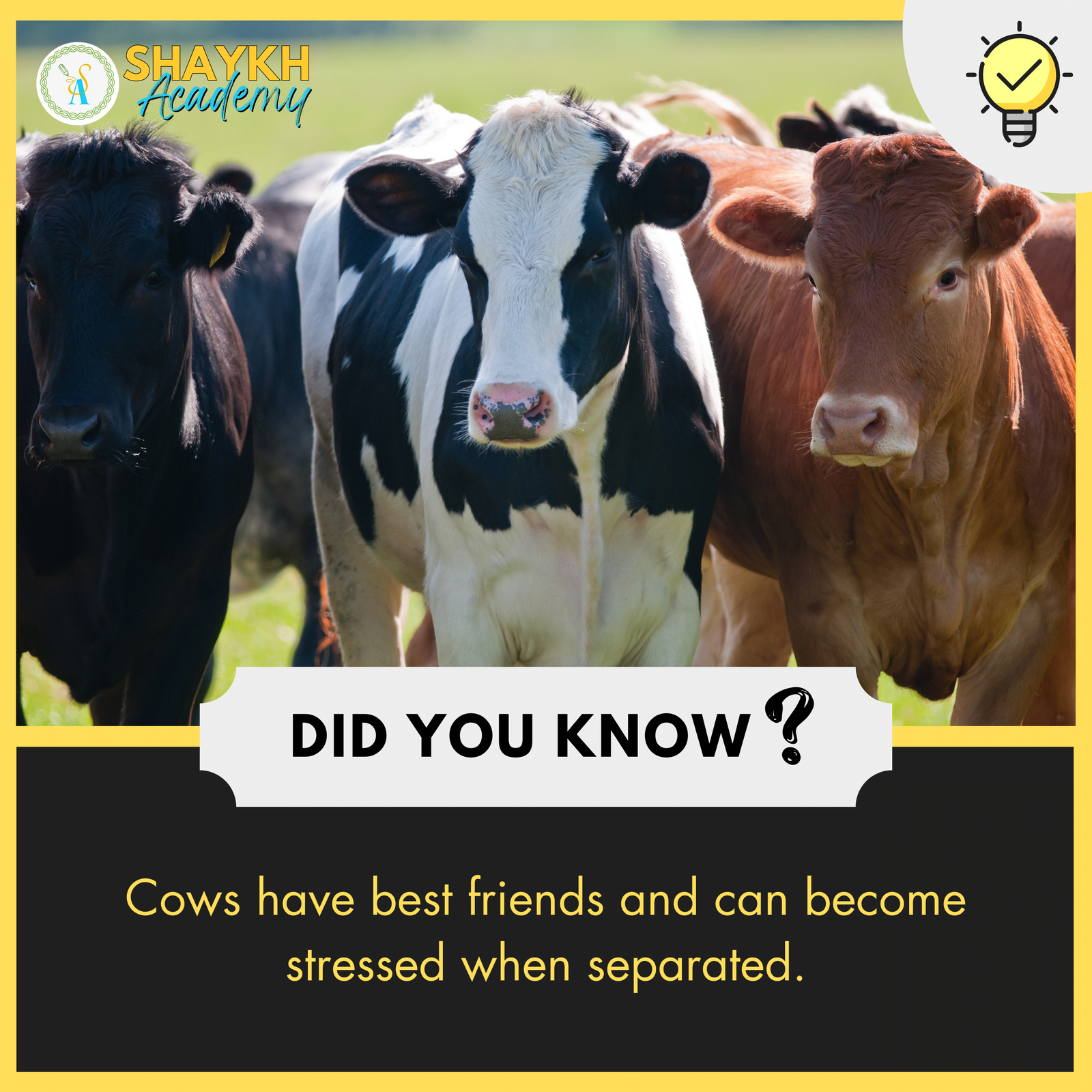 Cows have best friends and can become stressed when separated.