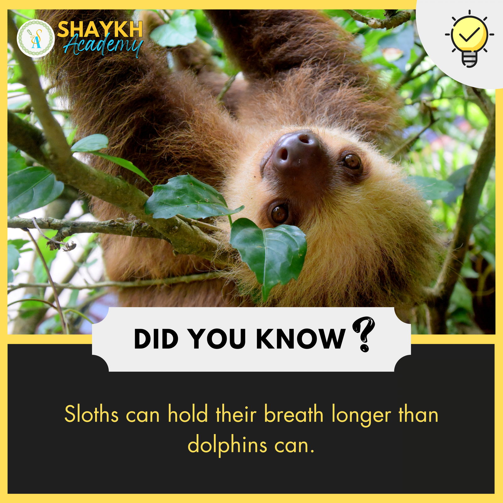 Sloths can hold their breath longer than dolphins can.