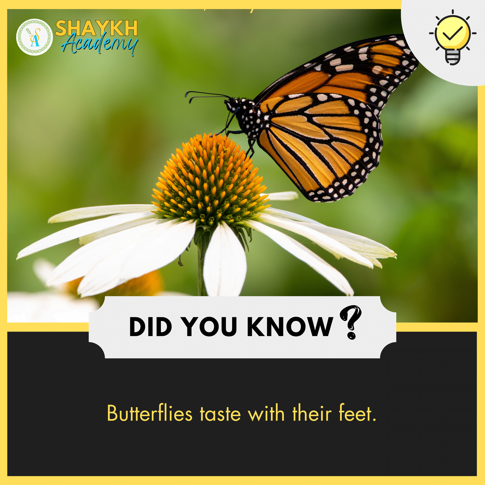 Butterflies taste with their feet.