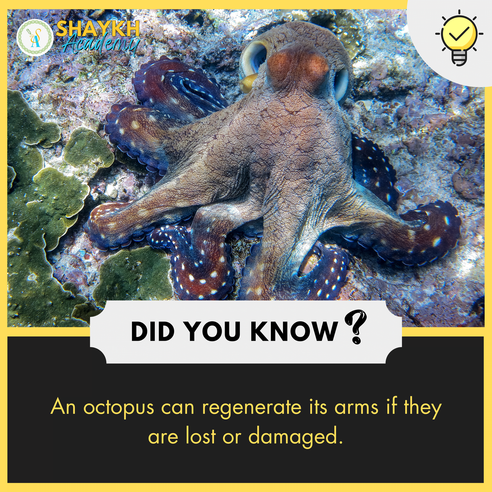 An octopus can regenerate its arms if they are lost or damaged.