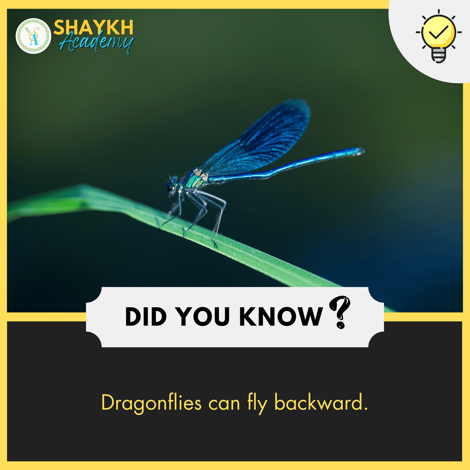 Dragonflies can fly backward.