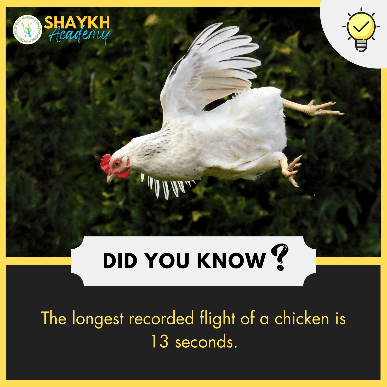 The longest recorded flight of a chicken is 13 seconds.