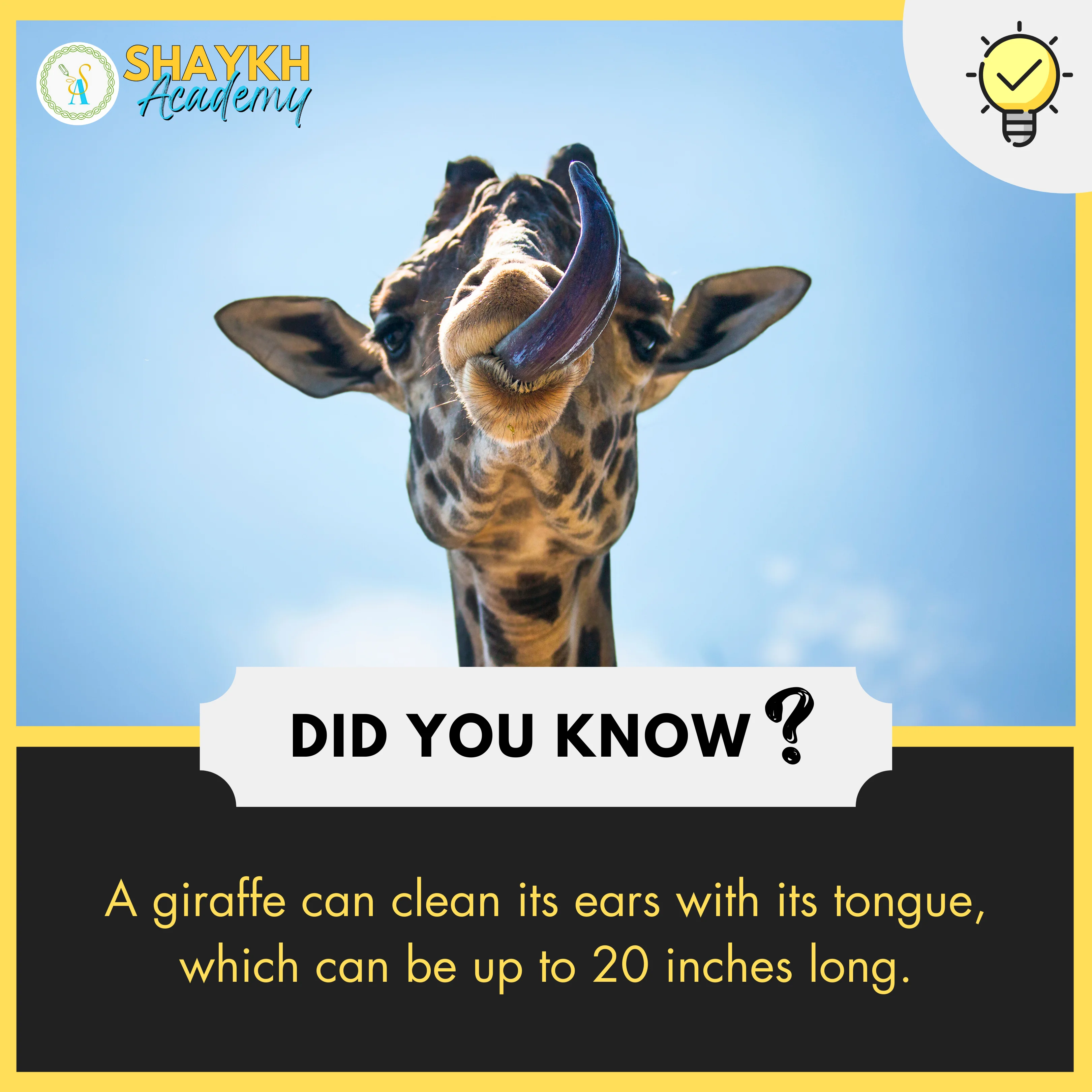 A giraffe can clean its ears with its tongue, which can be up to 20 inches long.